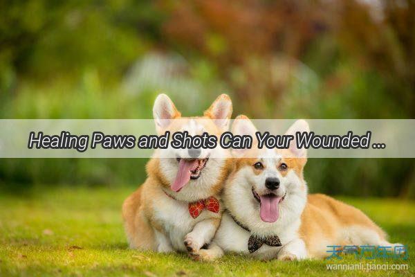 Healing Paws and Shots Can Your Wounded Pup Still Get Vaccinated